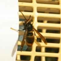 Asian hornet trap setup