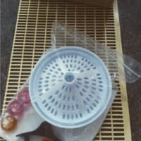 Hornet trap beekeeper